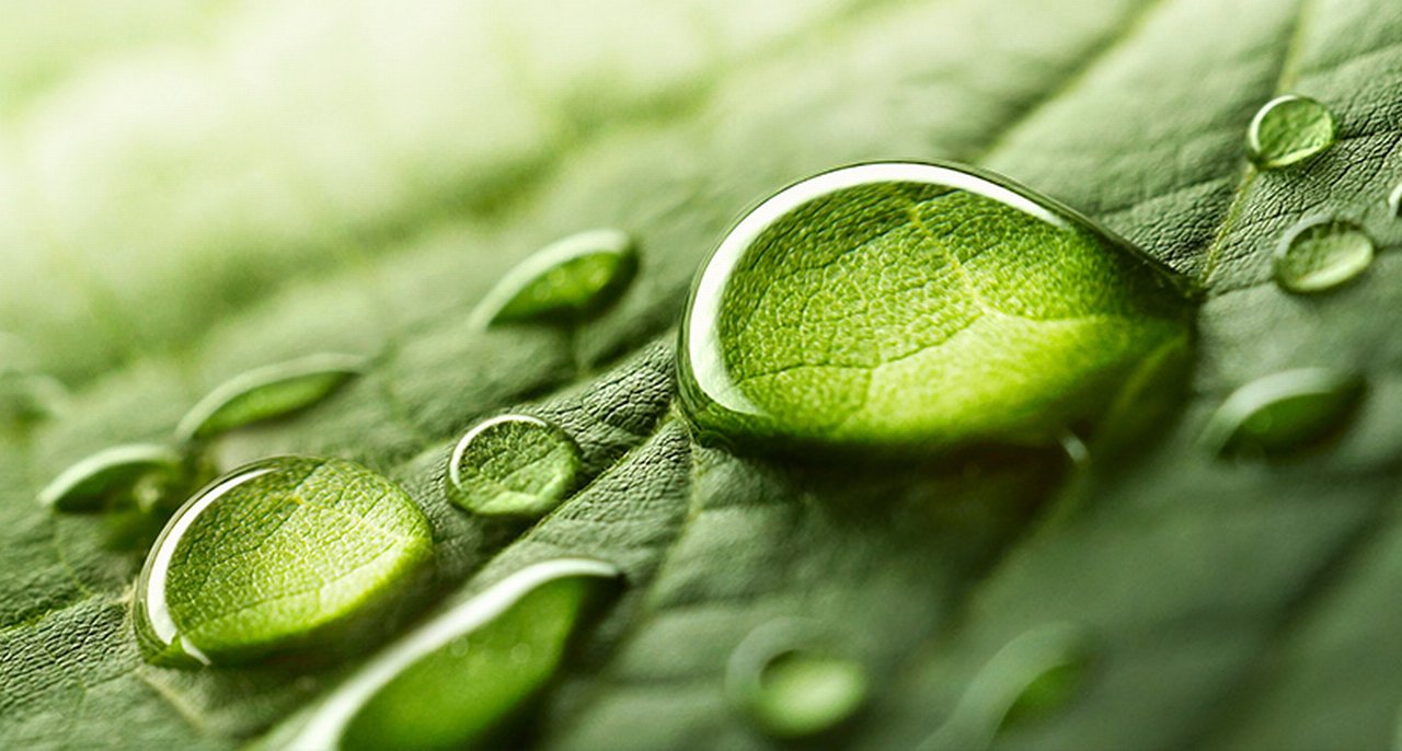 Gocce d'acqua su una foglia