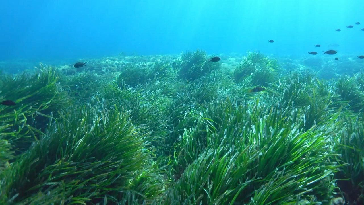 Posidonia Oceanica: una pianta fondamentale