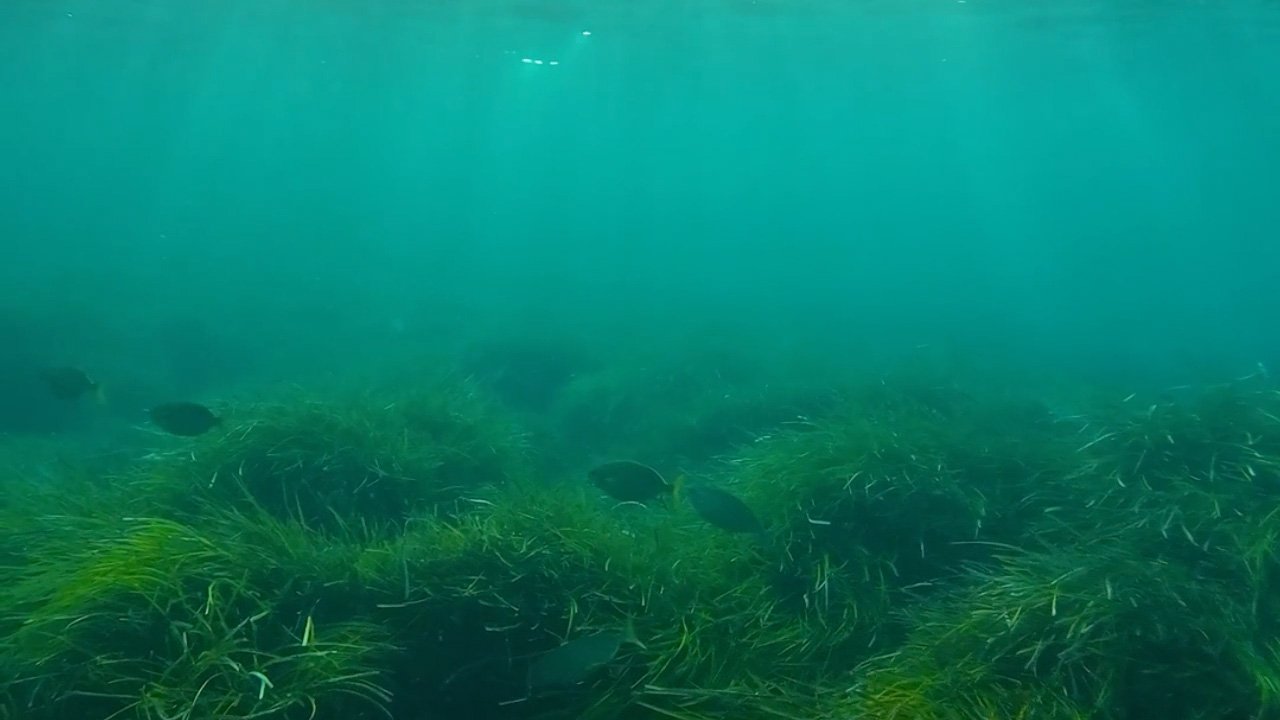 Posidonia Oceanica foreste sommerse