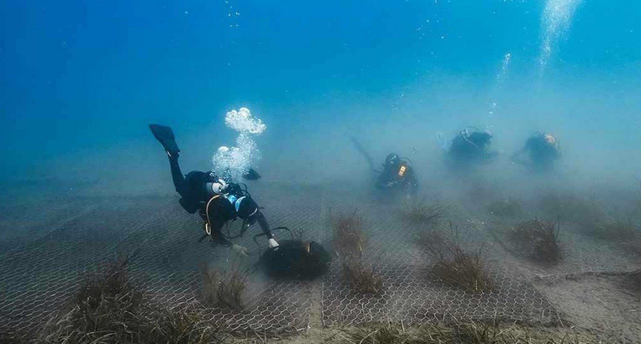 Sub in fase di piantumazione della Posidonia