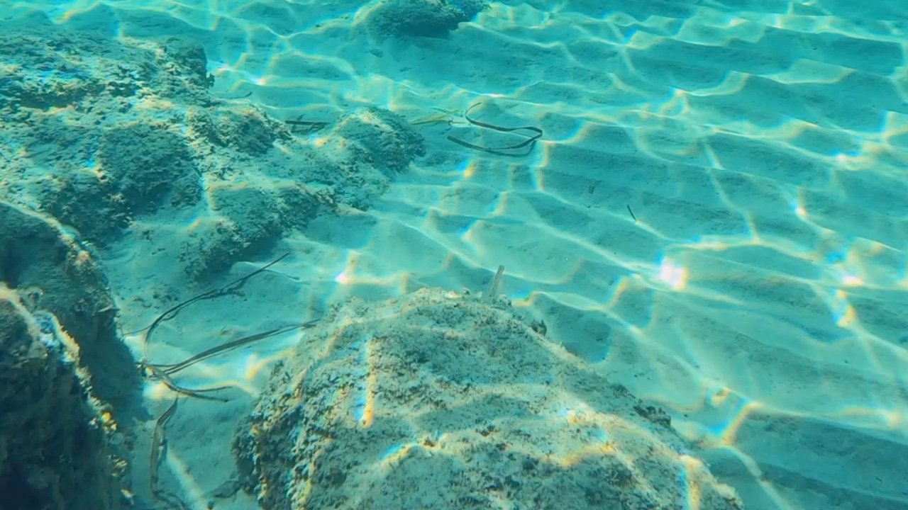 Posidonia Oceanica: tra le sue foglie vivono fino a 350 specie marine