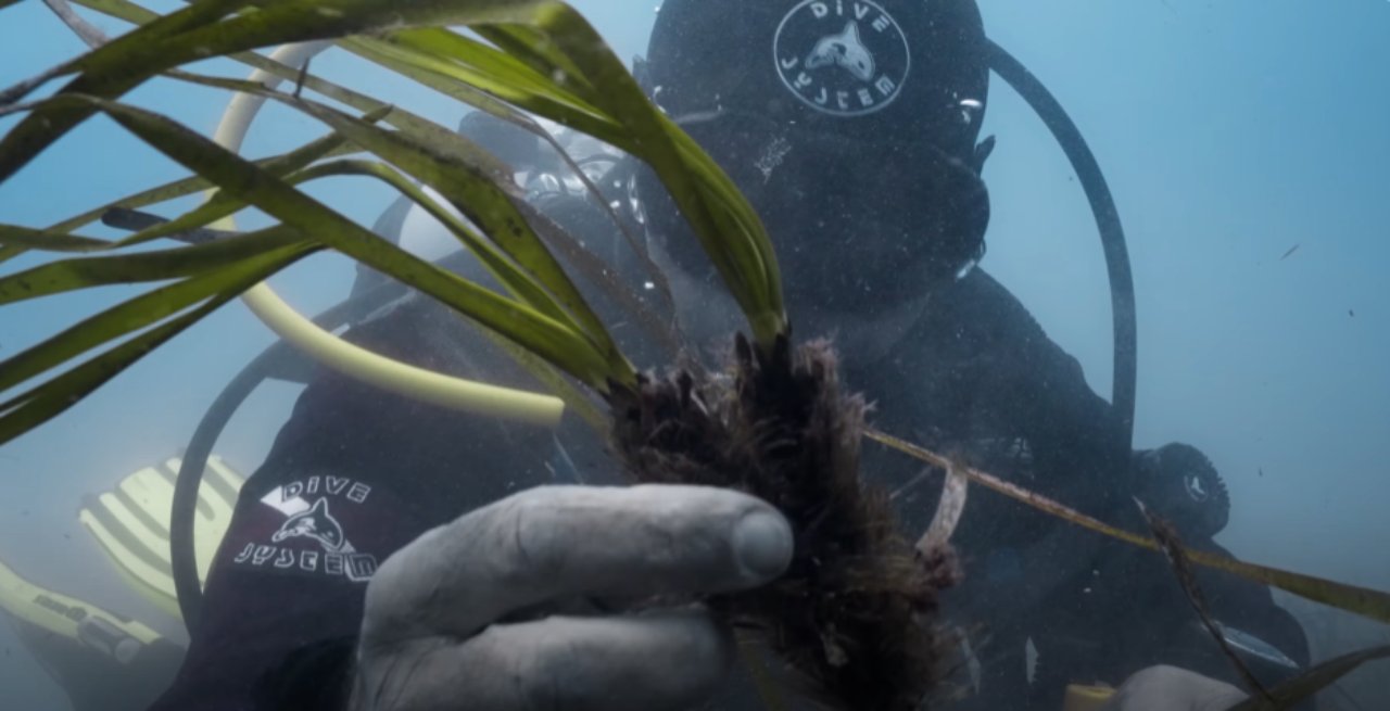 Piantumazione di Posidonia oceanica nel Mediterraneo