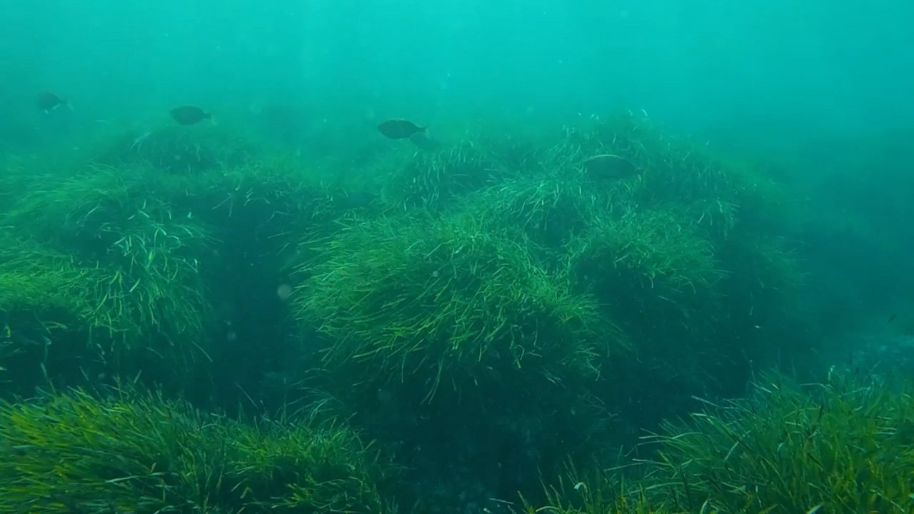 Posidonia Oceanica ha una crescita lentissima