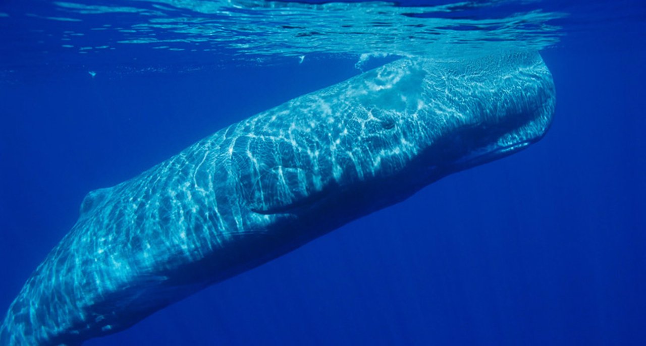 Una balena nel parco Casa Pelagos