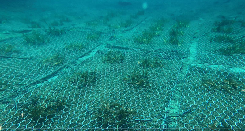 Dbmagazine-posidionia-GREEN-SEA-IERANTO.jpg