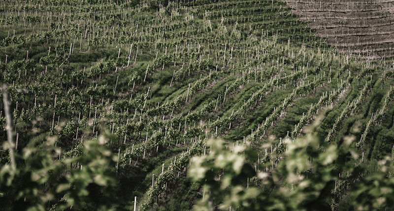 Dbmagazine-valdobbiadene-vigneti.jpg