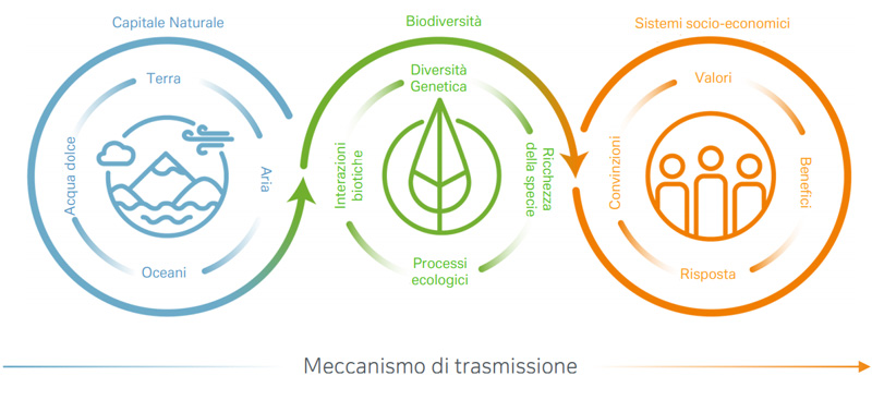 Capitale-Naturale-Biodiversita-Sistemi-socio-economici-trasmssione