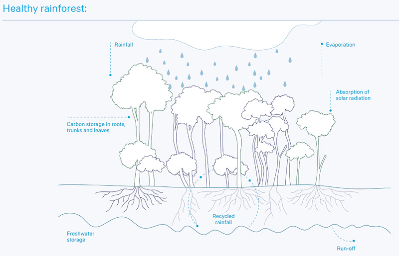 Healthy-rainforest