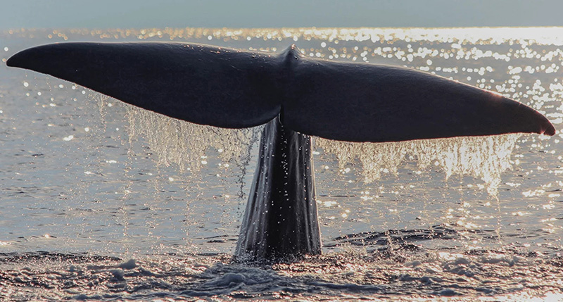 dbmagazine-navi-grimaldi-monitorano-specie-protette-mediterraneo