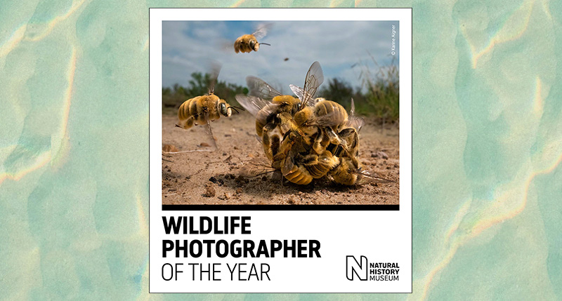 dbpremium-magazine-speciali-wildlife